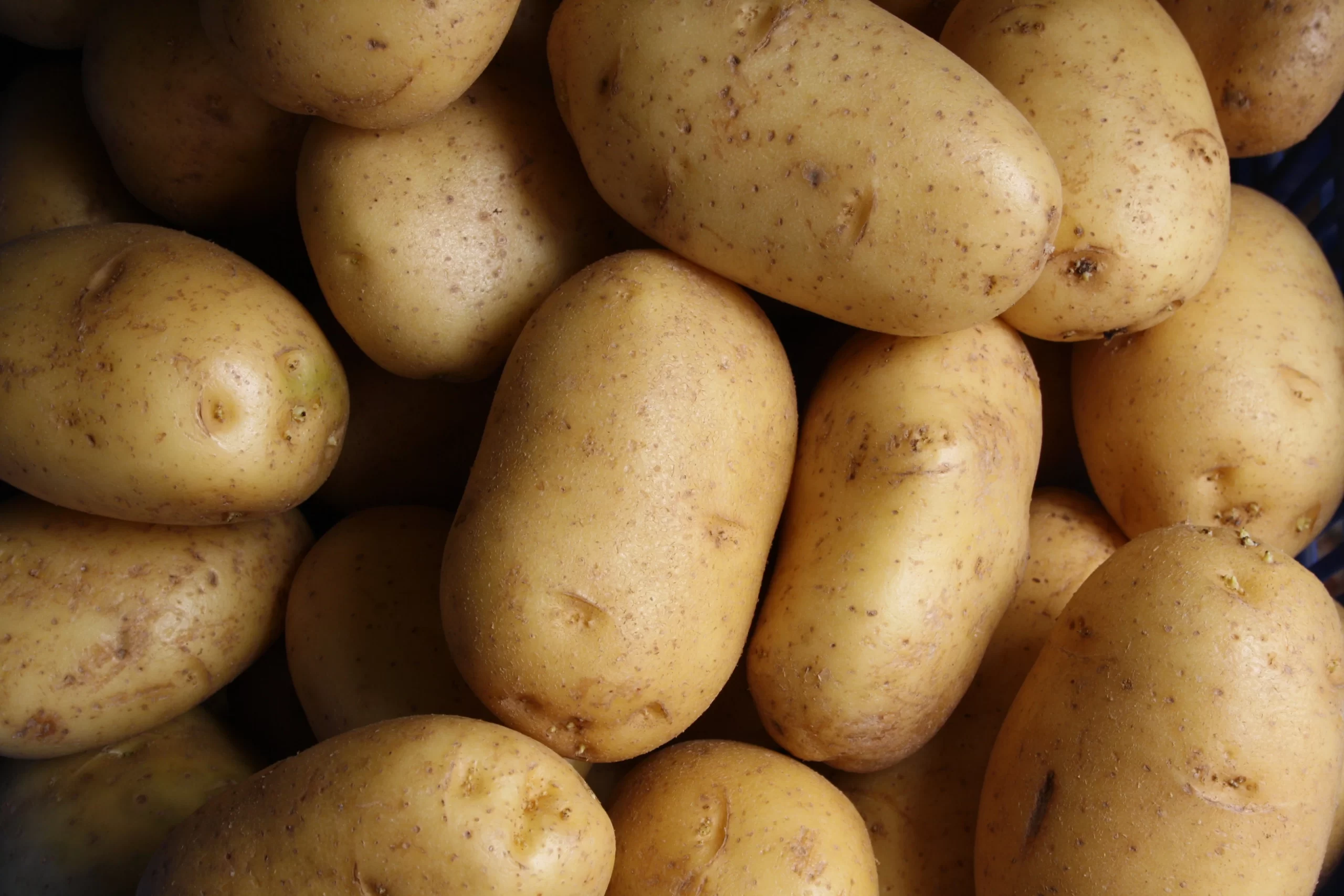 Plantar batatas: Como e quando plantar